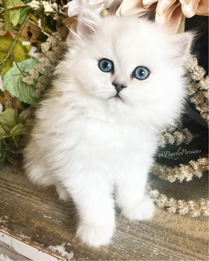 Pearly Persians - Premium Dollface & Silver Chinchilla Cattery