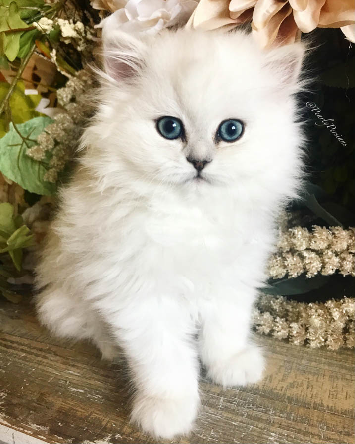 Pearly Persians - Premium Dollface & Silver Chinchilla Cattery